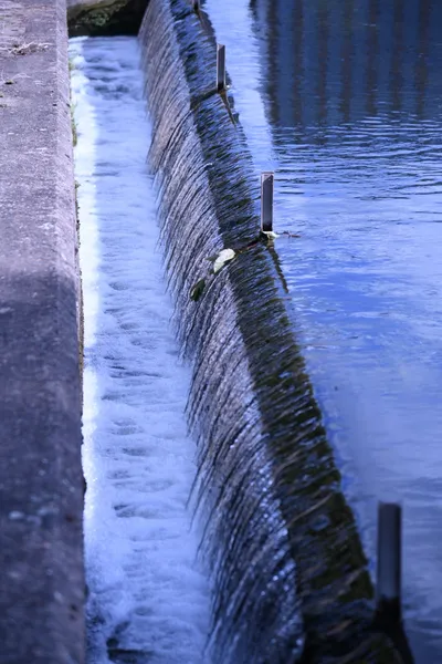 DSC_1707 (Large).JPG